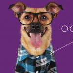 Pets study: Why Americans love their pets