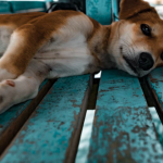 How SurveyMonkey for Good helps animals find safe, loving homes with the Humane Society of the United States