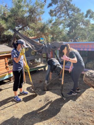 animal-assisted-happiness