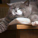 Stop satisficers from wreaking havoc on your survey results