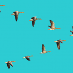 Evite o viés de ordem e melhore as respostas do questionário