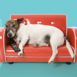 ¿Quiénes son los mejores compañeros para maratonear en Netflix? El 71 % de las personas dice que son sus mascotas