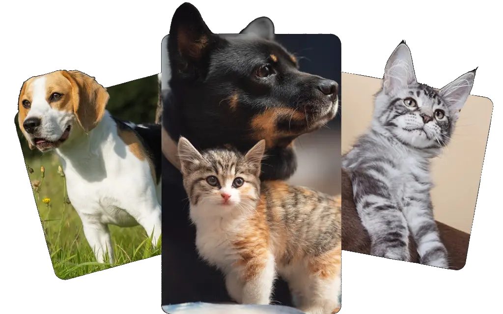 Photos of pets supported by The Humane Society